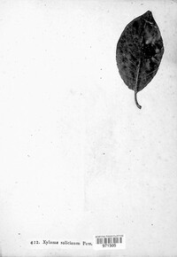 Rhytisma salicinum image